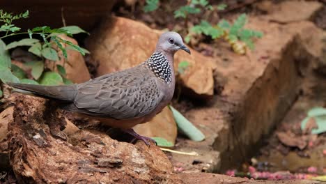 Camera-zooms-out-revealing-this-bird-about-to-take-a-bath-deep-in-the-forest-during-a-hot-sunny-afternoon,-Spotted-Dove-or-Eastern-Spotted-Dove-Spilopelia-chinensis,-Thailand