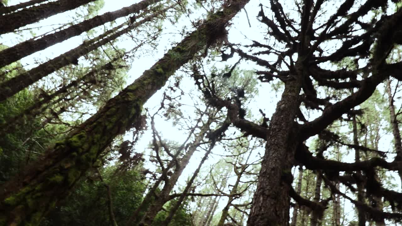 Bellissima pineta di giorno, Tenerife