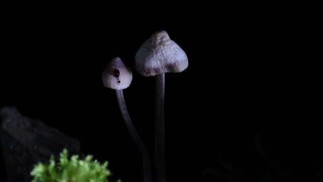 Incredible-shot-of-two-mushrooms-that-bleed-after-being-cut-with-a-scalpel