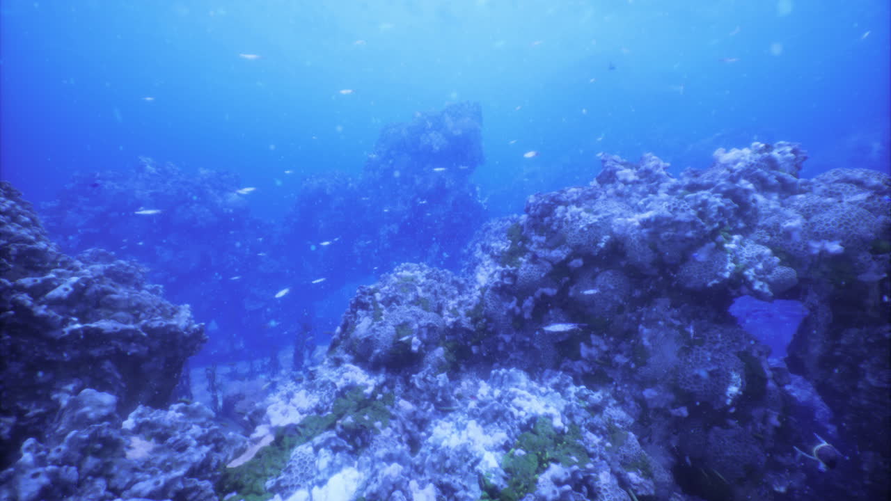 Underwater exploration of vibrant coral reefs in tropical waters