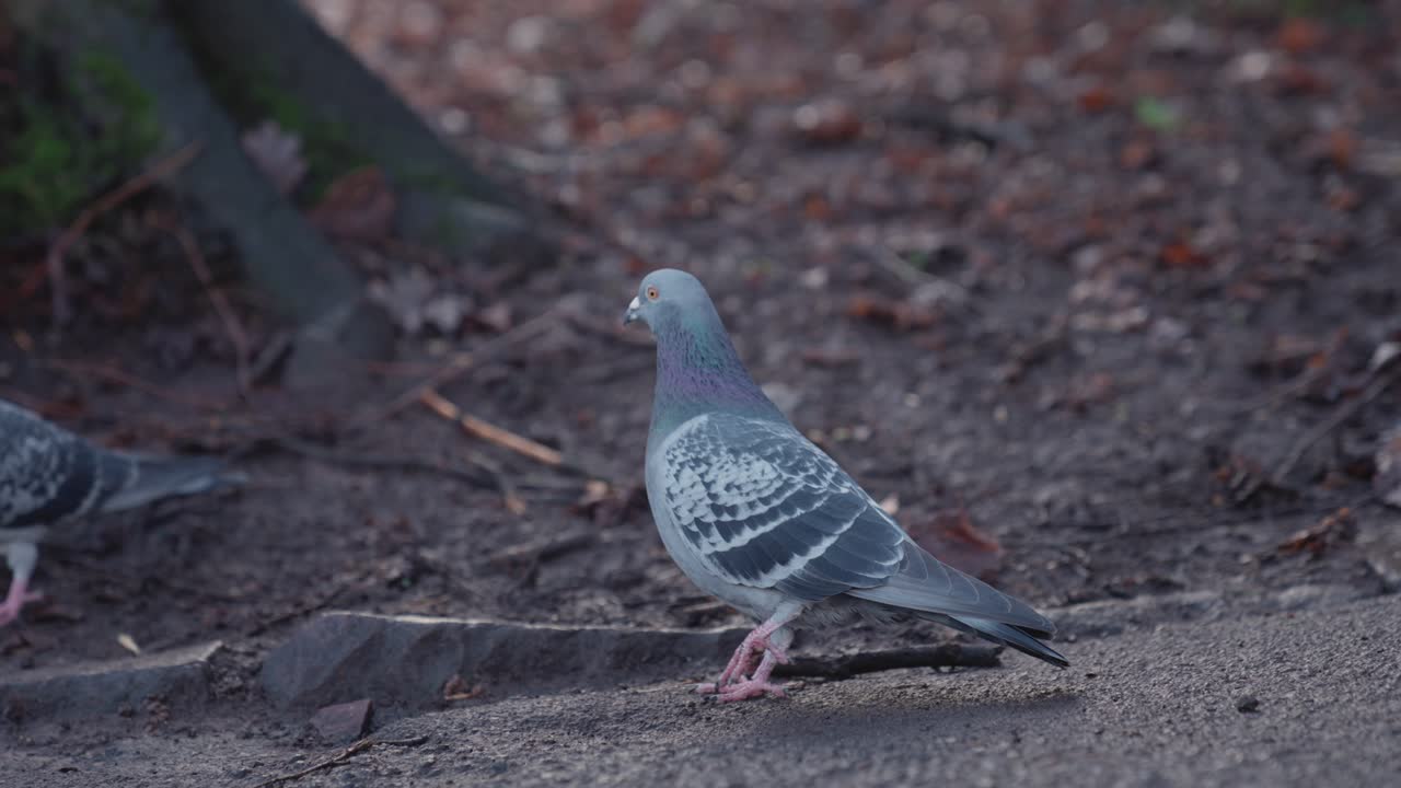 las palomas se pavonean en el parque y una ardilla salta al fondo