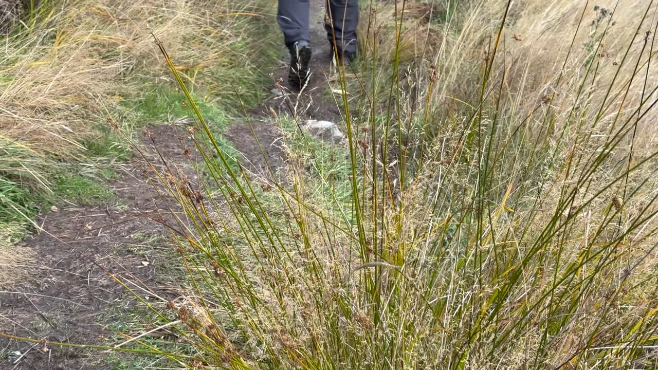 Person hikes through tall grass on narrow dirt path, natural daylight, steady handheld camera movement