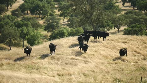 Un-Ganado-De-Toros-En-Un-Campo-En-Alentejo,-Portugal