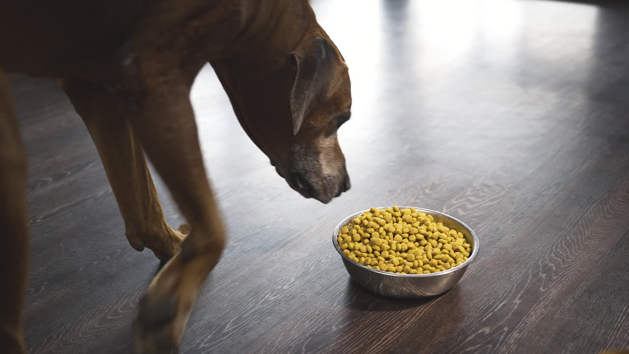 Hund geht zu einem Napf mit Hundefutter auf dem Boden, schnüffelt daran und geht weg