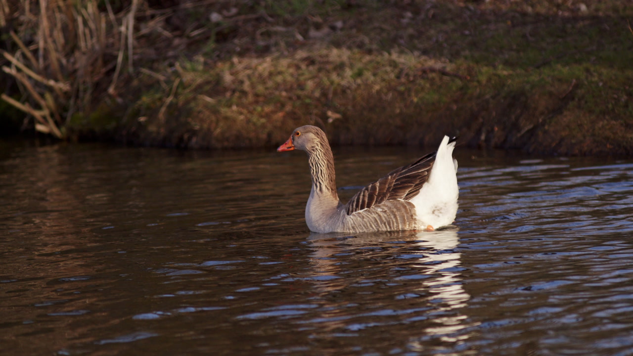 geese climbing out of pond at dawn