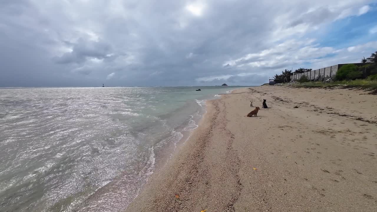 Dog sitting on the sandy beach at My Hoa Lagoon in Vietnam with shallow ocean water and coastal scenery in the background
