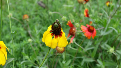 imita la mosca en una flor silvestre de abeja amarilla