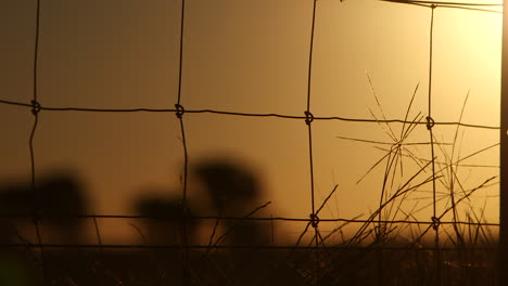 silhouet boerderij land draad hek voor een koeienweide