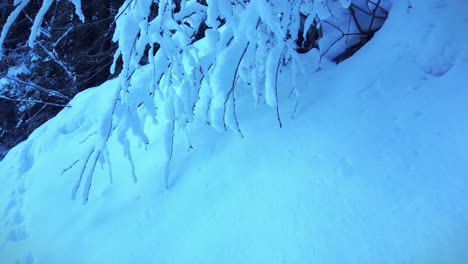 tree branches full of snow touching the ground during winter time in ausria