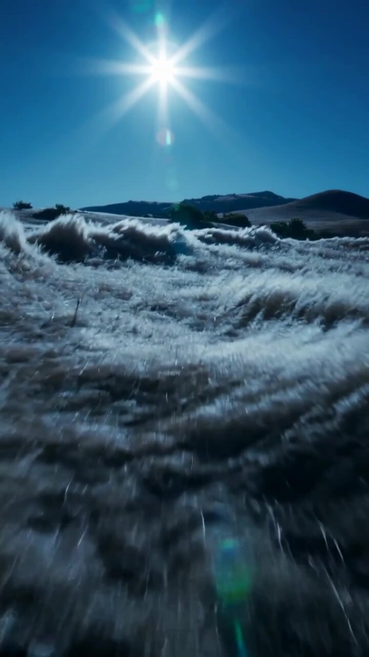 Vertical video: Rippling dune grasses shifting across dunes, wind pushing, sunburst and lens flare