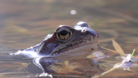 frog in the water