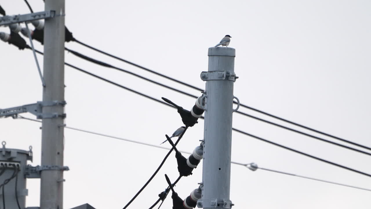 grupo de urracas de alas azules sentadas en un poste de electricidad en tokio, japón durante el día - cerrar