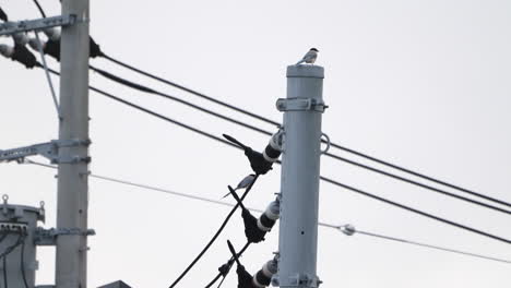 Grupo-De-Urracas-De-Alas-Azules-Sentadas-En-Un-Poste-De-Electricidad-En-Tokio,-Japón-Durante-El-Día---Cerrar