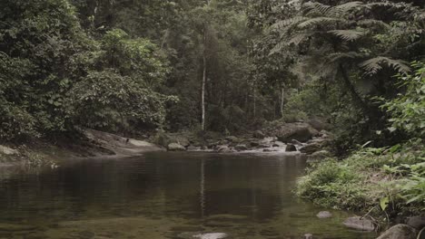 rainforest calm river