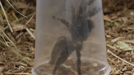 El-Hombre-Atrapa-Una-Gran-Araña-Tarántula-En-Un-Recipiente-De-Plástico-Mientras-Camina-Por-El-Bosque---Cierra