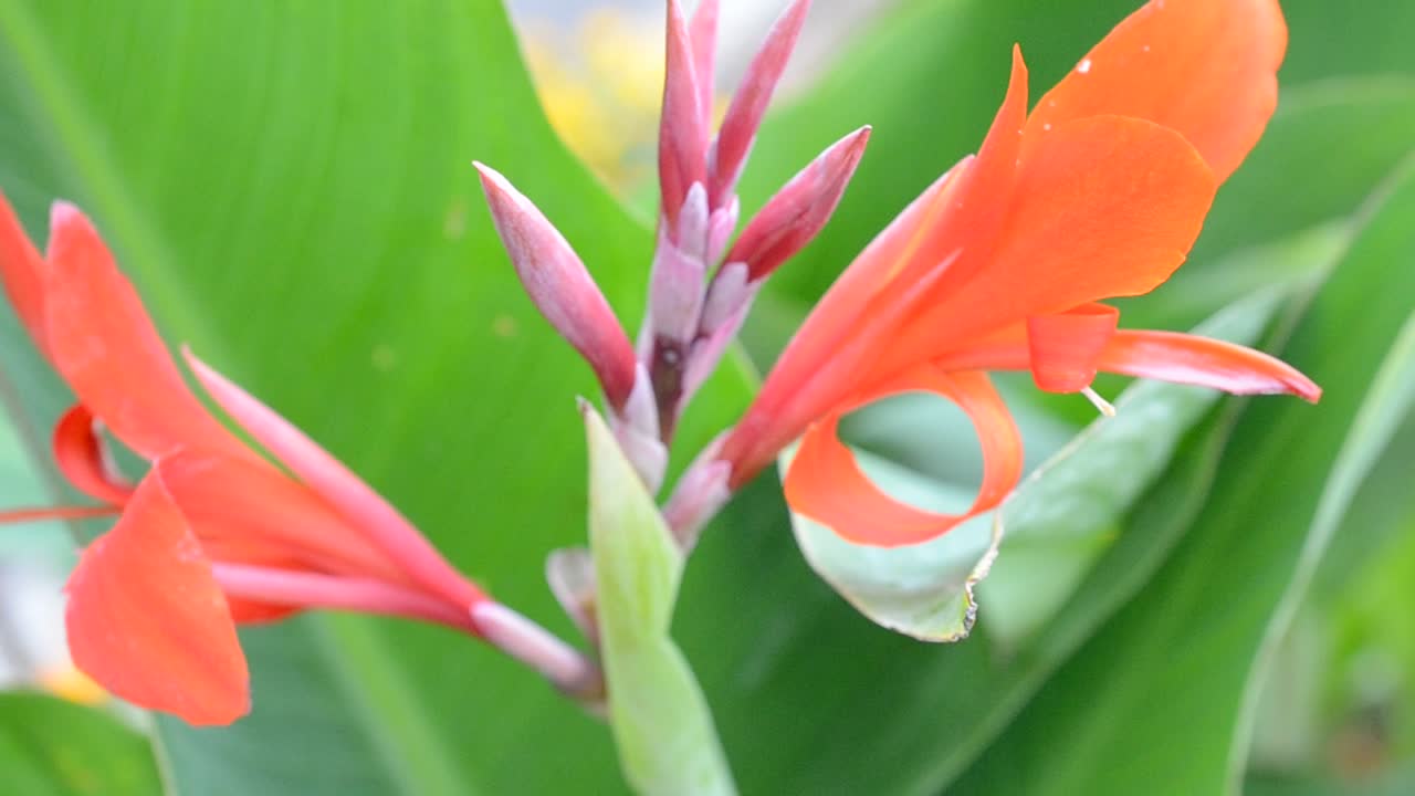 Fiori, macro