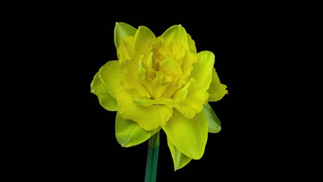 narciso. la floración de hermosas flores amarillas sobre un fondo negro, narcisos. lapso de tiempo. 4k. fondo de la boda, día de san valentín, día de la madre, primavera, pascua.