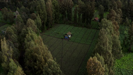 Small mountain farm hidden in the mountain trees of East Java