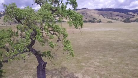 Aerial-drone-shot-of-lone-tree-in-a-large-plain,-in-golden-California,-early-morning-cloudy-day,-with-lone-tree-as-drone-flies-close-to-and-around-it-looks-like-Africa