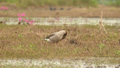 Greylag-Goose,-Anser-anser,-Bueng-Boraphet,-Nakhon-Sawan,-Thailand