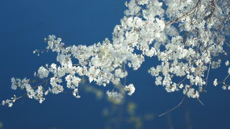 Delicate-cherry-blossoms-are-highlighted-in-a-close-up-shot,-revealing-their-beautiful-white-petals-and-fine-details-against-the-blue-sky