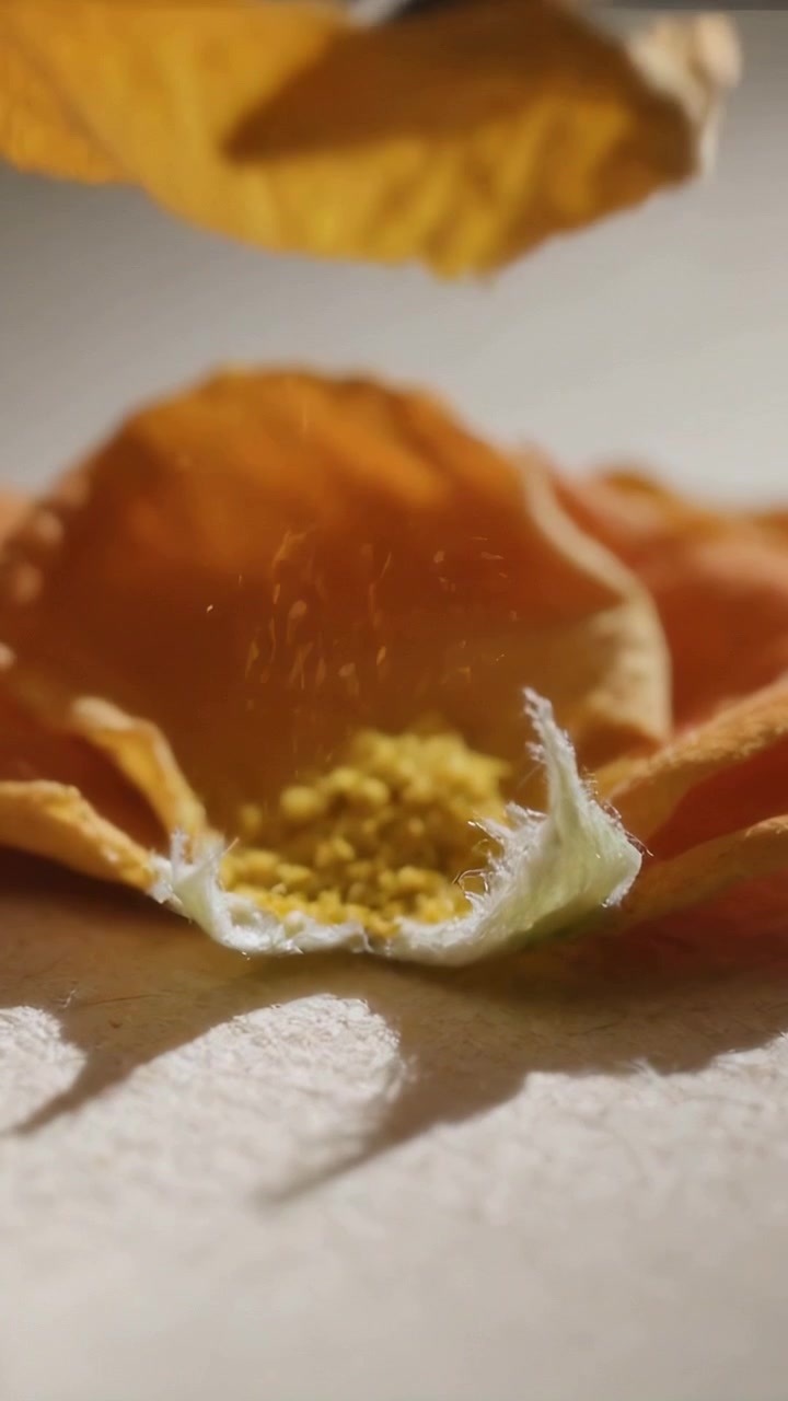 Vídeo vertical: Ponta de metal sondando e levantando uma pétala de laranja seca em papel pálido, revelando pólen