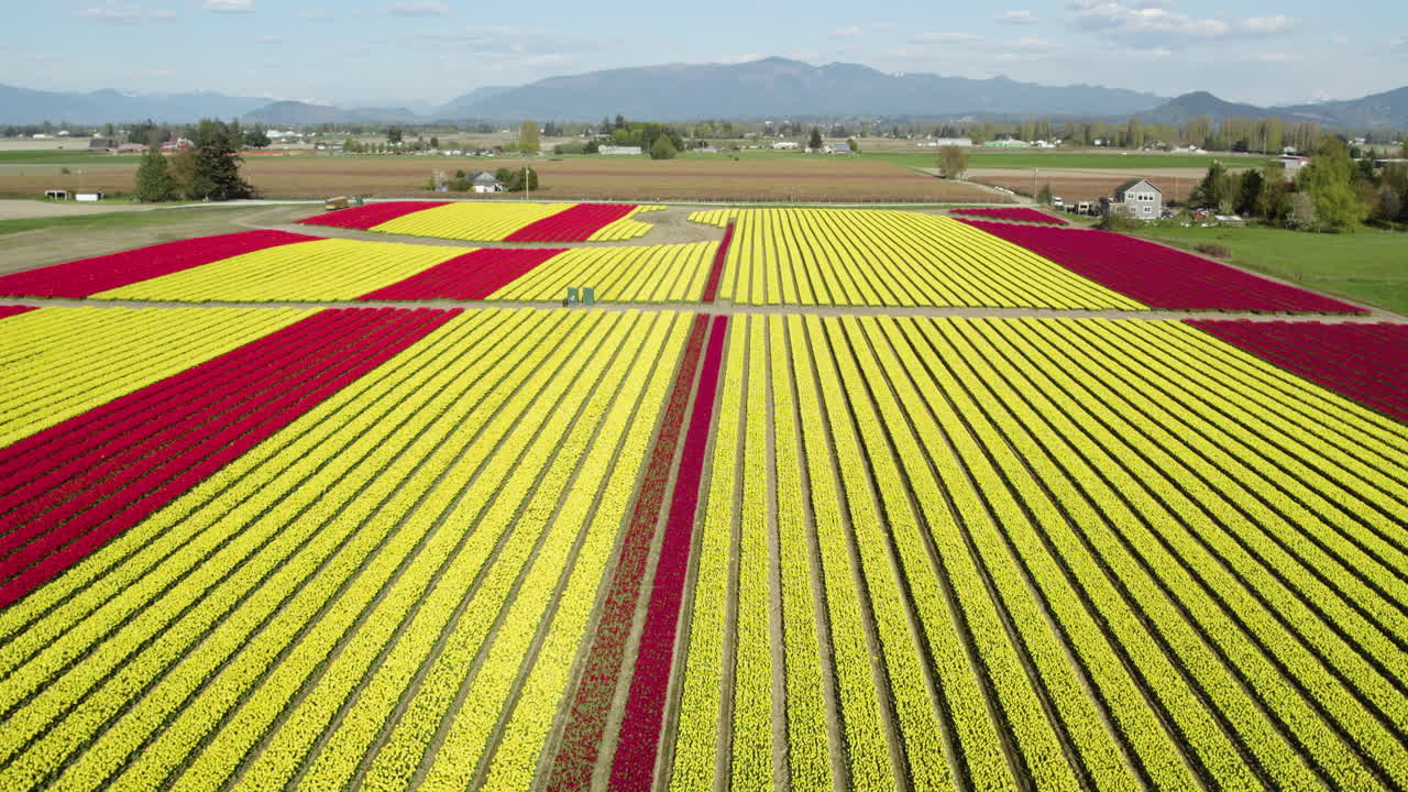 Drone shot rising above a vivid tulip flower plantation, Washington, USA