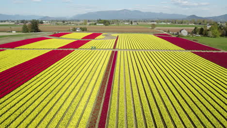 Disparo-De-Un-Dron-Elevándose-Sobre-Una-Vívida-Plantación-De-Flores-De-Tulipanes,-Washington,-EE.UU.