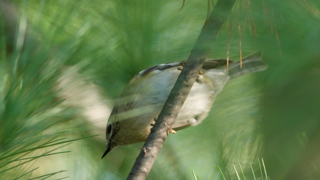 pájaro de cresta dorada en una ramita de pino comiendo pignoli y saltando hacia abajo en primer plano en cámara lenta