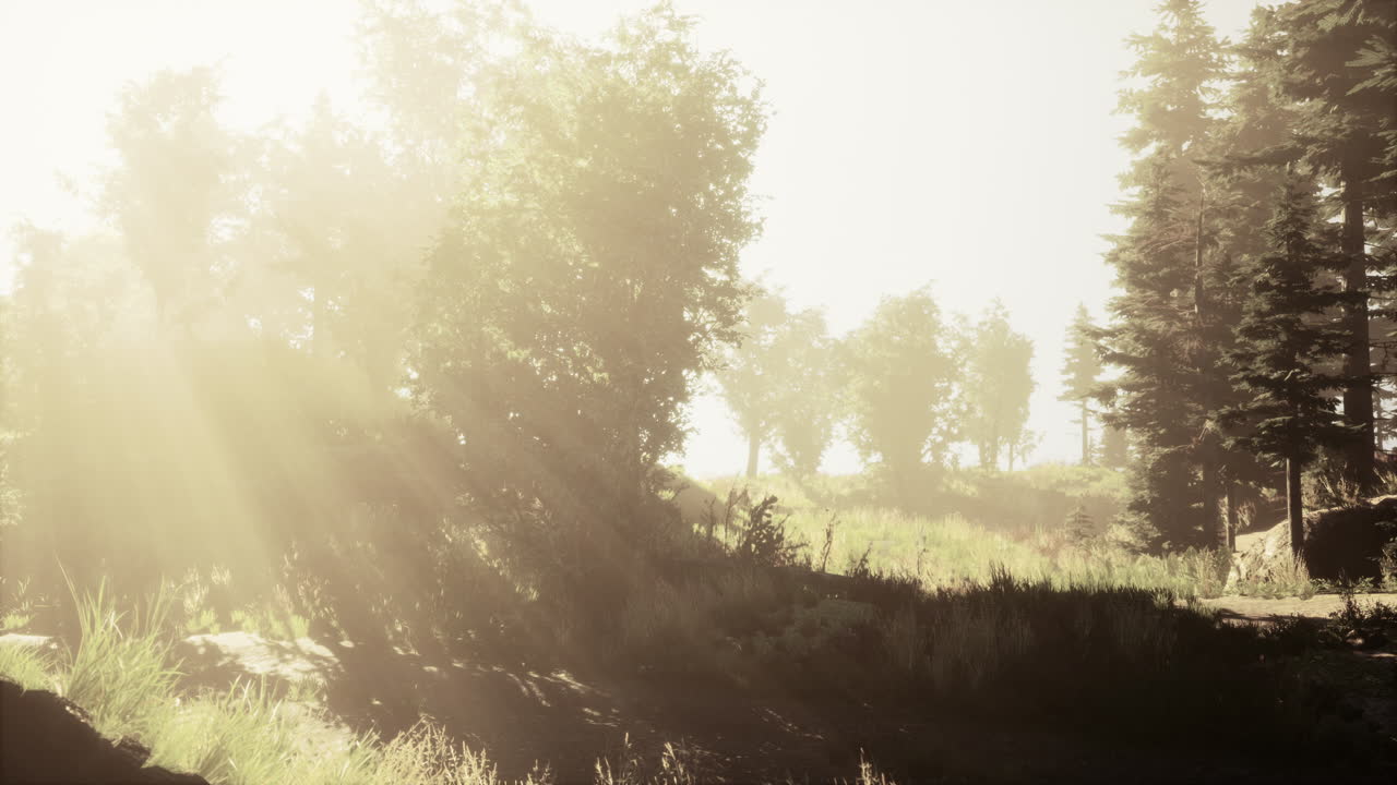 puesta de sol en el bosque brumoso