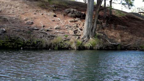 Aufnahme-Eines-Baumes-Und-Eines-Flussufers-In-Neuseeland