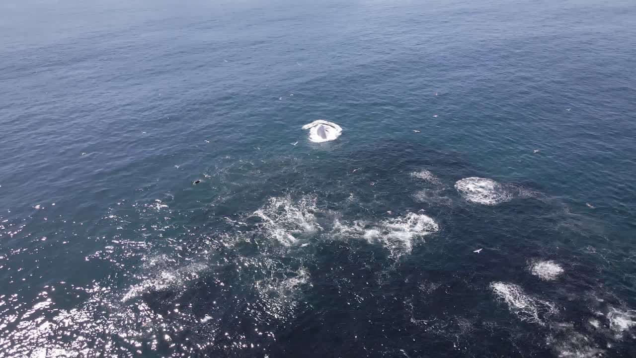 한 입 가득 고래가 돌진할 때 정어리 베이트볼의 열광적인 표면 활동