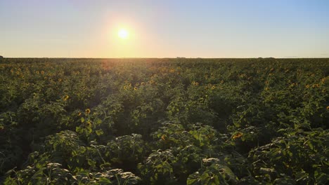 drone flyover of vast sunflower crops at sunset, la pampa province, argentina.