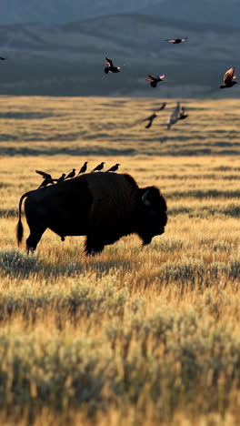 american bison and birds in a golden field at sunset