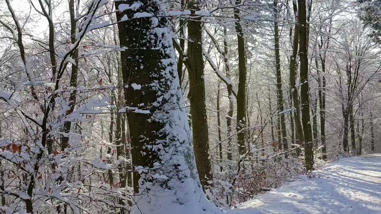 화창한 날, 독일 동안 눈 덮인 숲길을 패닝