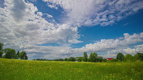 beautiful timelapse of a flower meadow with forest under a blue sky with white clouds passing by