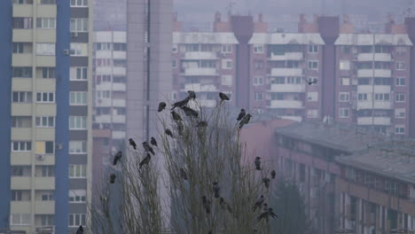 a crow lands on top of a tree and join other crows