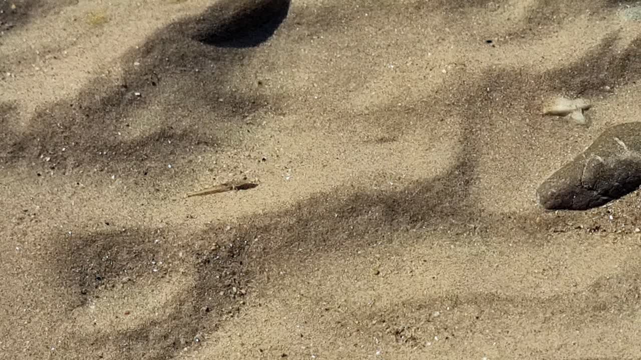 School of small black Goby fish swimming in shallow beach pool between sandy ridges