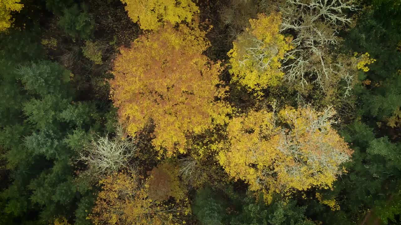 Ariel View of Changing Colored Leaves