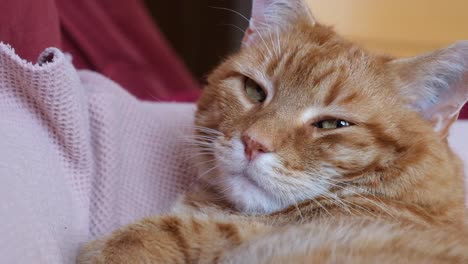 Face-closeup-of-overweight-sleepy-orange-cat-lying-on-the-sofa