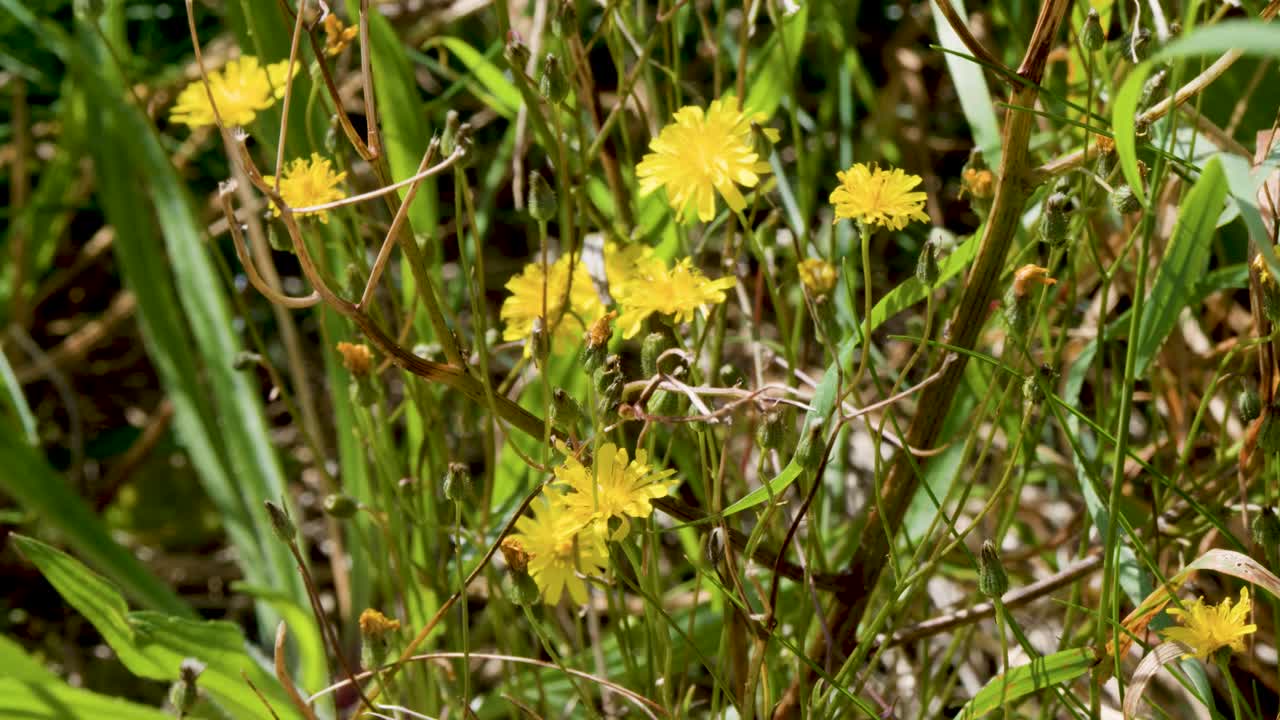 Macro view of yellow wildflowers gently moving in summer grassland under natural daylight