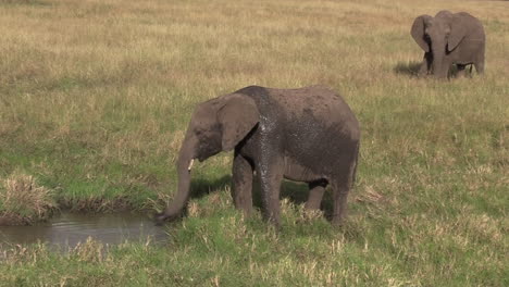 Junger-Elefant,-Der-Sich-Zum-Sonnenschutz-Und-Zur-Moderierung-Der-Körpertemperatur-In-Masai-Mara,-Kenia,-Mit-Schlamm-Bewirft---Weitwinkelaufnahme