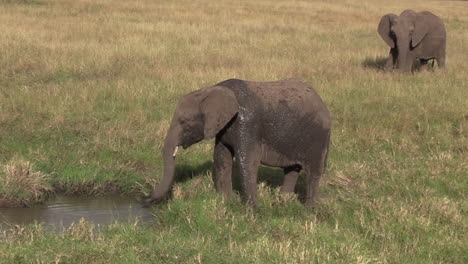 young elephant throwing mud on himself for sun protection and body temperature moderating in masai mara, kenya - wide shot
