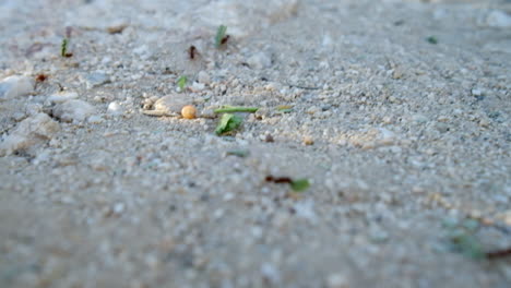 red fire ants carrying bits and pieces of leaves on the white sand harsh ground of arizona desert