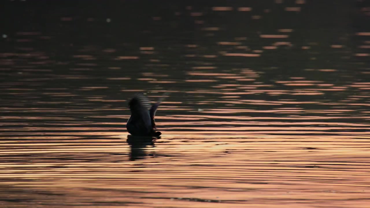 Eurasian coot swimming on golden water at sunset, creating a serene atmosphere in its natural wetland habitat.