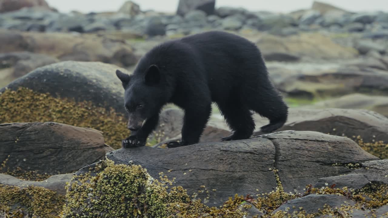 Portrait Of A Black Bear Hunting For Salmon Fish In A River. Tracking Shot