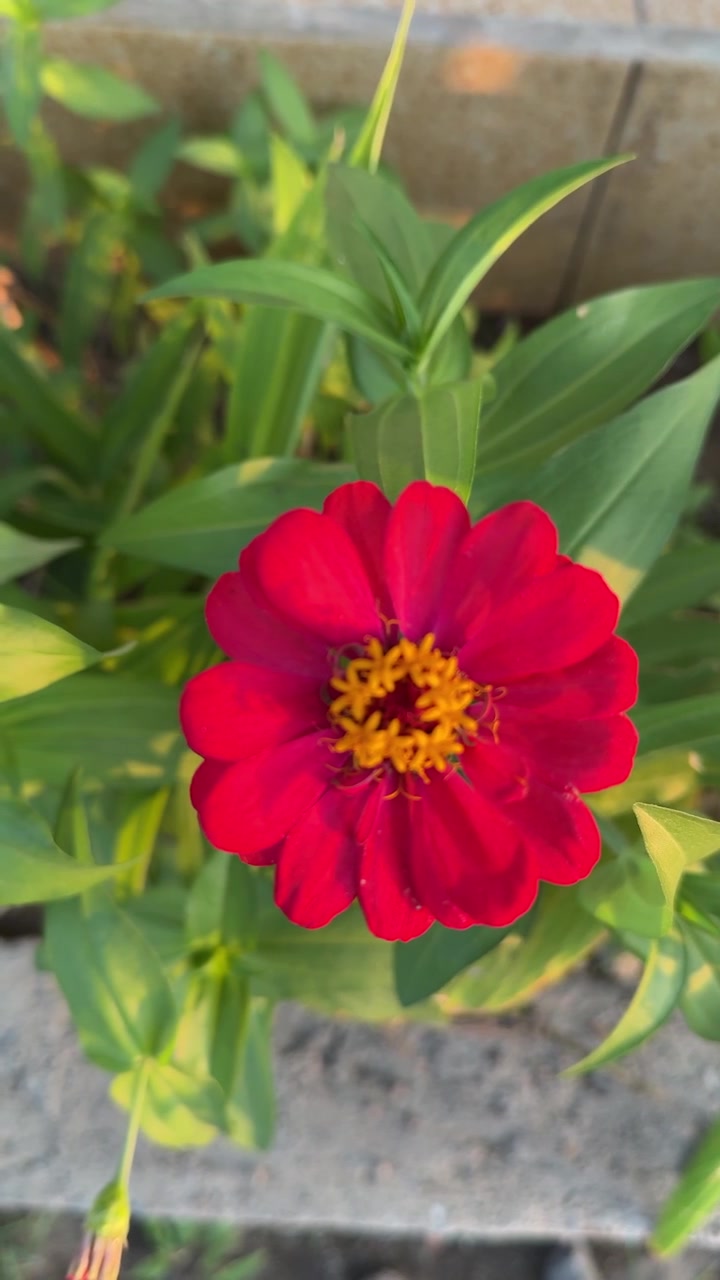 Primo piano di un vivace fiore di zinnia rossa in un giardino.