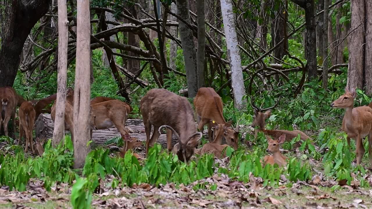 들판의 사슴은 서식지 손실과 사냥으로 인해 멸종 위기에 처한 종입니다.