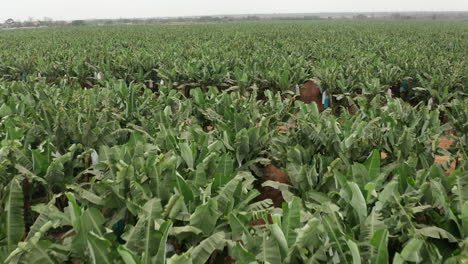 viajando frente al cultivo de banano, caxito en angola, áfrica 3