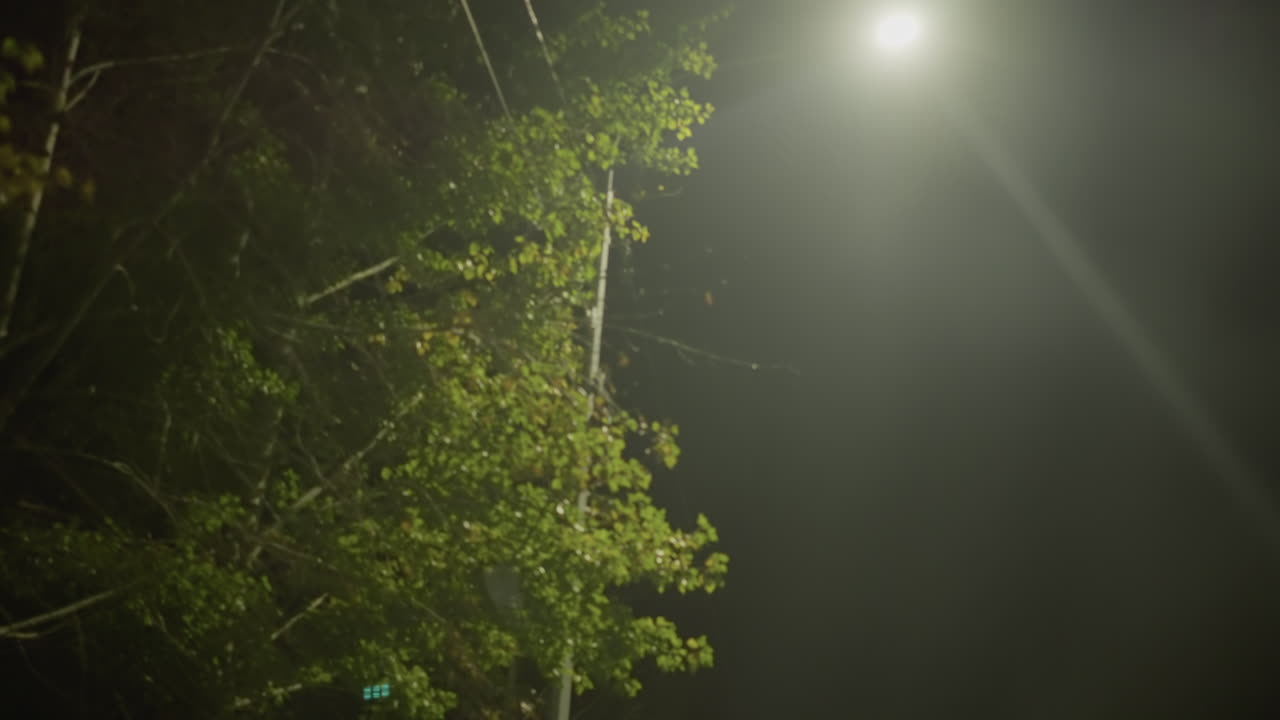 farola nocturna sobre cruce neblinoso, carretera suburbana vacía enmarcada por hojas húmedas iluminadas por rayos difusos, señal de peatones visible, sombras suaves sobre asfalto húmedo, ambiente tranquilo e inquietante ideal para crear atmósfera